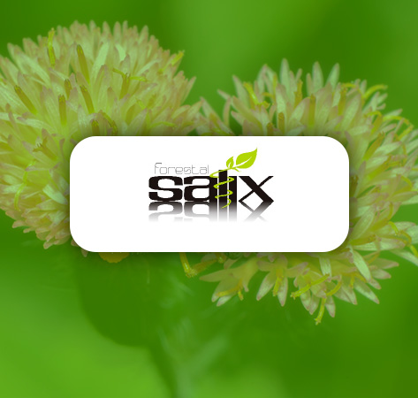 Salix