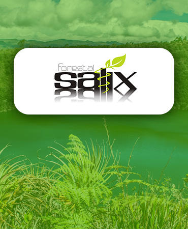Forestal Salix