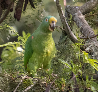 Fauna silvestre